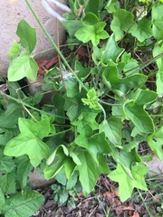 Pelargonium tongaense