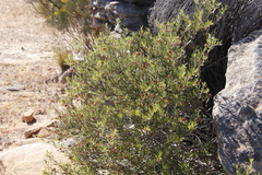 Phylica oleifolia