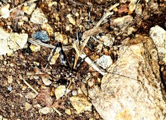 Phaeophilacris bredoides