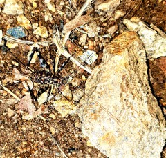 Phaeophilacris bredoides