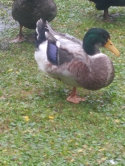 Anas platyrhynchos domesticus