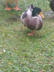 Anas platyrhynchos domesticus