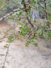 Bursera exequielii