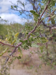 Bursera exequielii