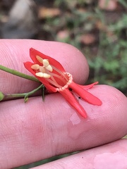 Penstemon barbatus torreyi