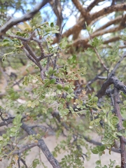 Bursera exequielii