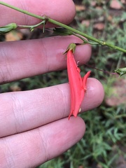 Penstemon barbatus torreyi