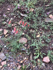 Penstemon barbatus torreyi