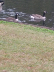 Branta canadensis