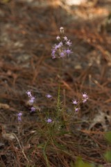Liatris patens