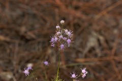 Liatris patens