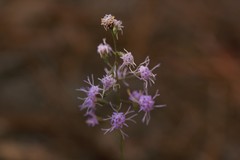 Liatris patens