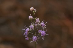 Liatris patens
