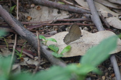 Cissia phronius