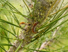 Thaumetopoea pityocampa