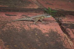 Tropidurus torquatus