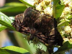 Noctuana haematospila