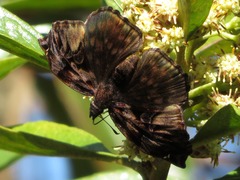 Noctuana haematospila