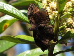 Noctuana haematospila