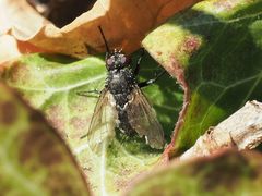 Periscepsia spathulata