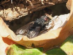 Periscepsia spathulata