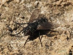 Periscepsia spathulata