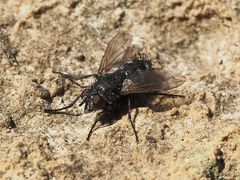 Periscepsia spathulata