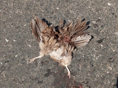 Nothoprocta cinerascens