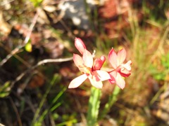 Epidendrum catillus