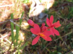 Epidendrum catillus
