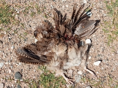 Nothoprocta cinerascens