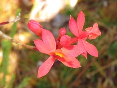 Epidendrum catillus