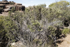 Phylica oleifolia