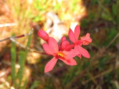 Epidendrum catillus