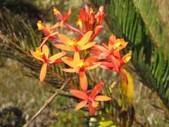 Epidendrum catillus
