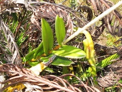 Epidendrum catillus
