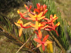 Epidendrum catillus