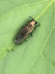 Agaeocera scintillans