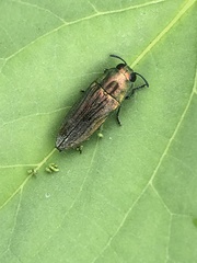 Agaeocera scintillans