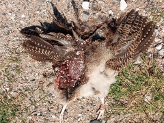 Nothoprocta cinerascens