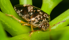 Menida dubia
