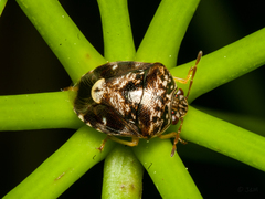 Menida dubia
