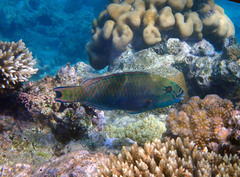 Chlorurus genazonatus