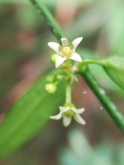 Orthosia kunthii