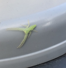 Oxytate argenteooculata