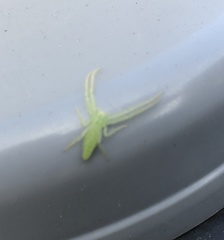 Oxytate argenteooculata