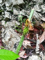 Selenicereus spinulosus