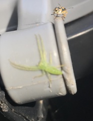 Oxytate argenteooculata