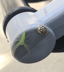 Oxytate argenteooculata