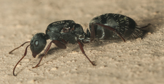 Myrmisolepis